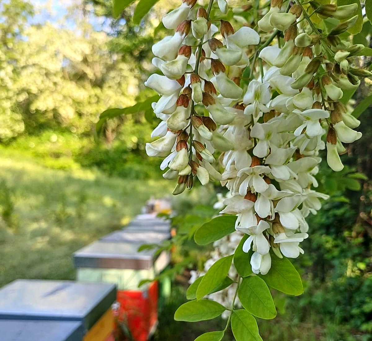Fiori bianchi di Acacia davanti alle arnie di Rospocchia