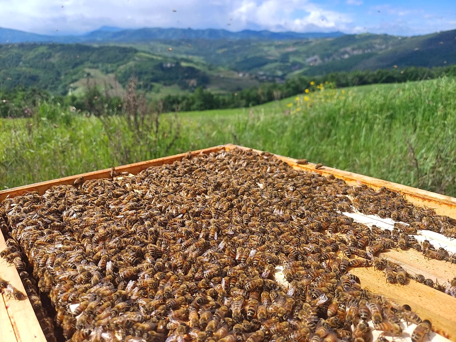 Famiglia di api al lavoro sull'arnia aperta nell'Oltrepò Pavese