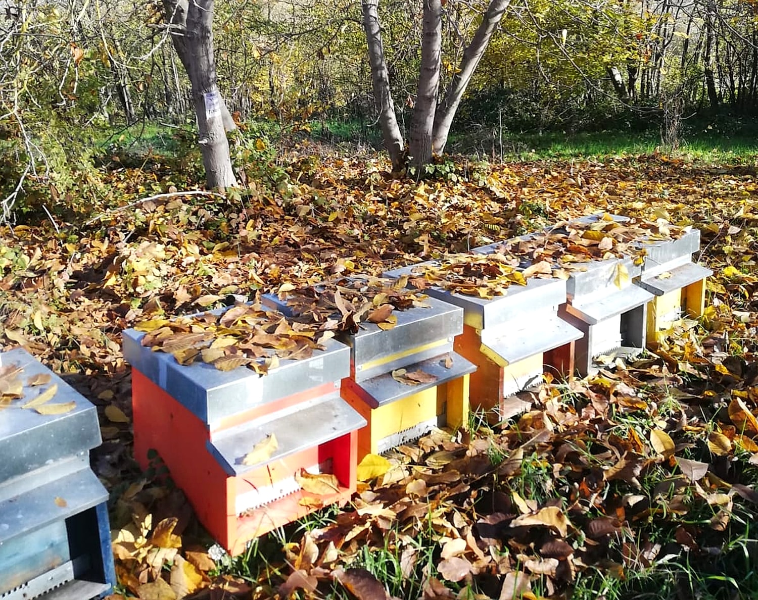 Apiario nel bosco in autunno