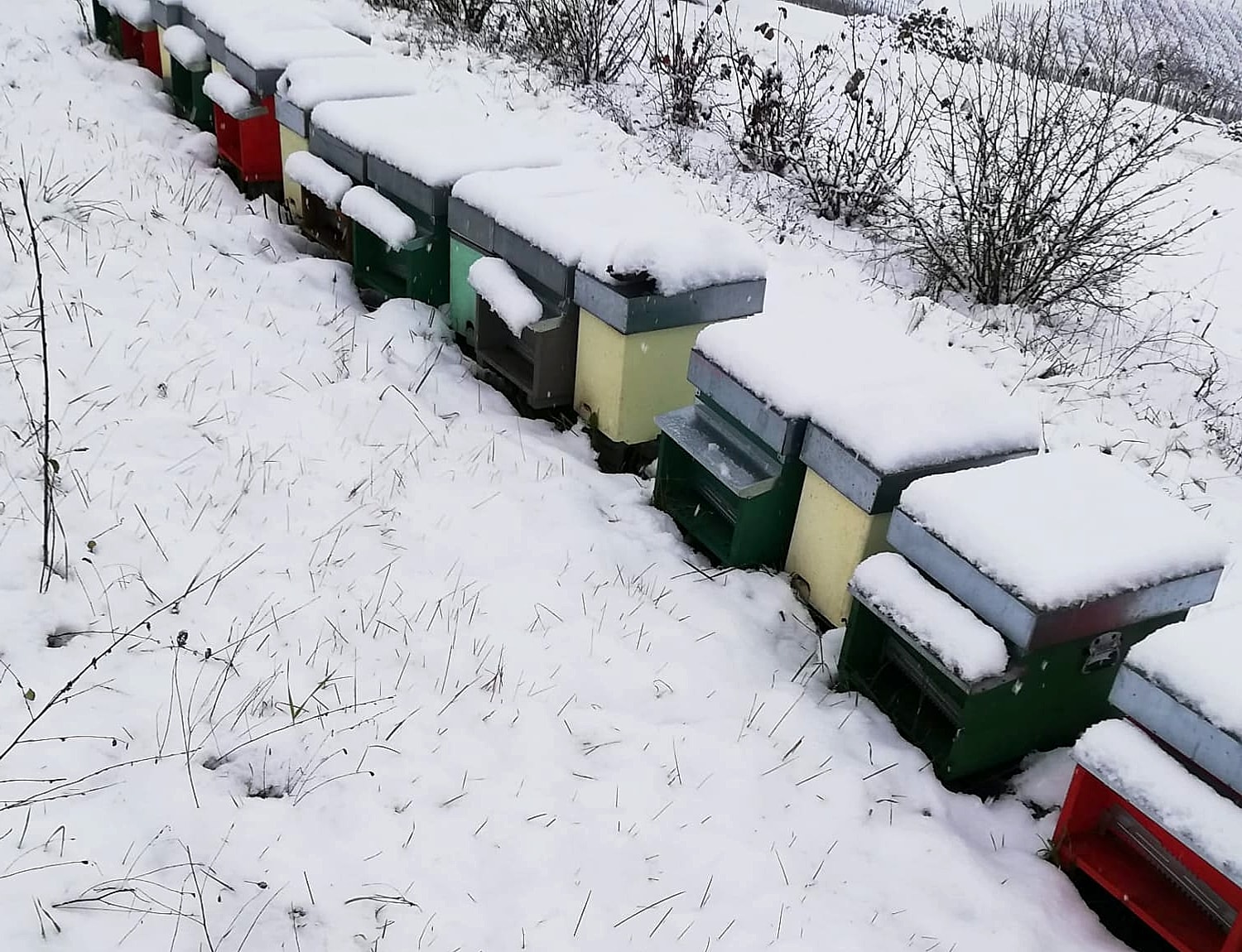 Apiario innevato in inverno