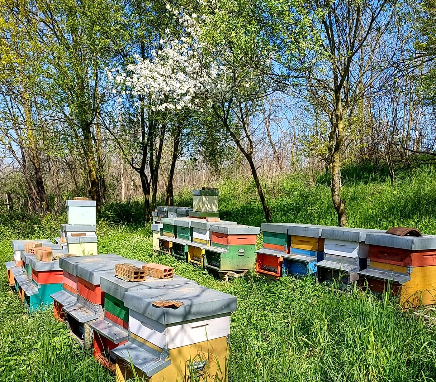 Apiario in primavera tra i fiori