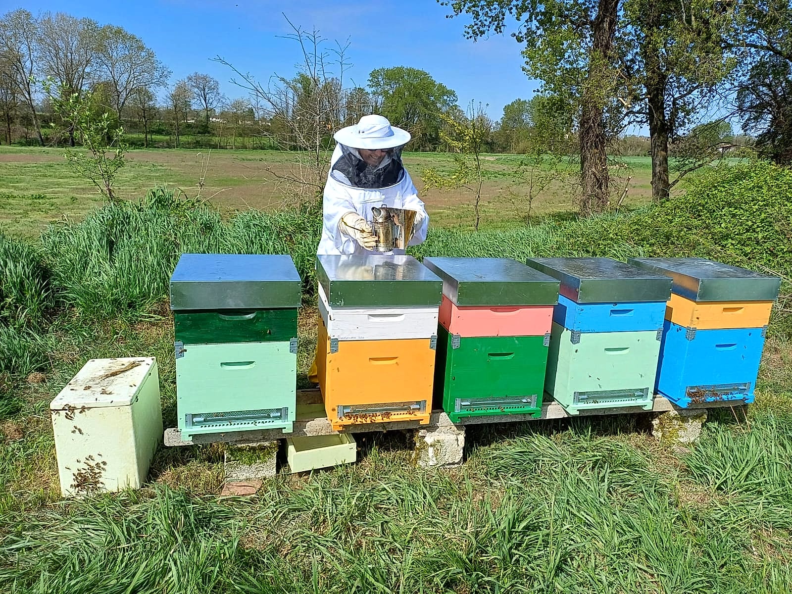 Apicoltore al lavoro nel nostro apiario a Montecalvo Versiggia
