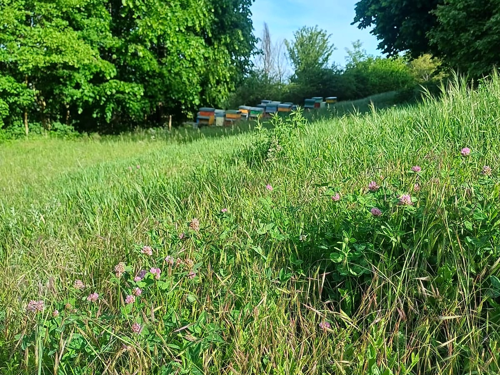 Apiario tra fiori estivi e bosco per il Millefiori Estivo con Melata