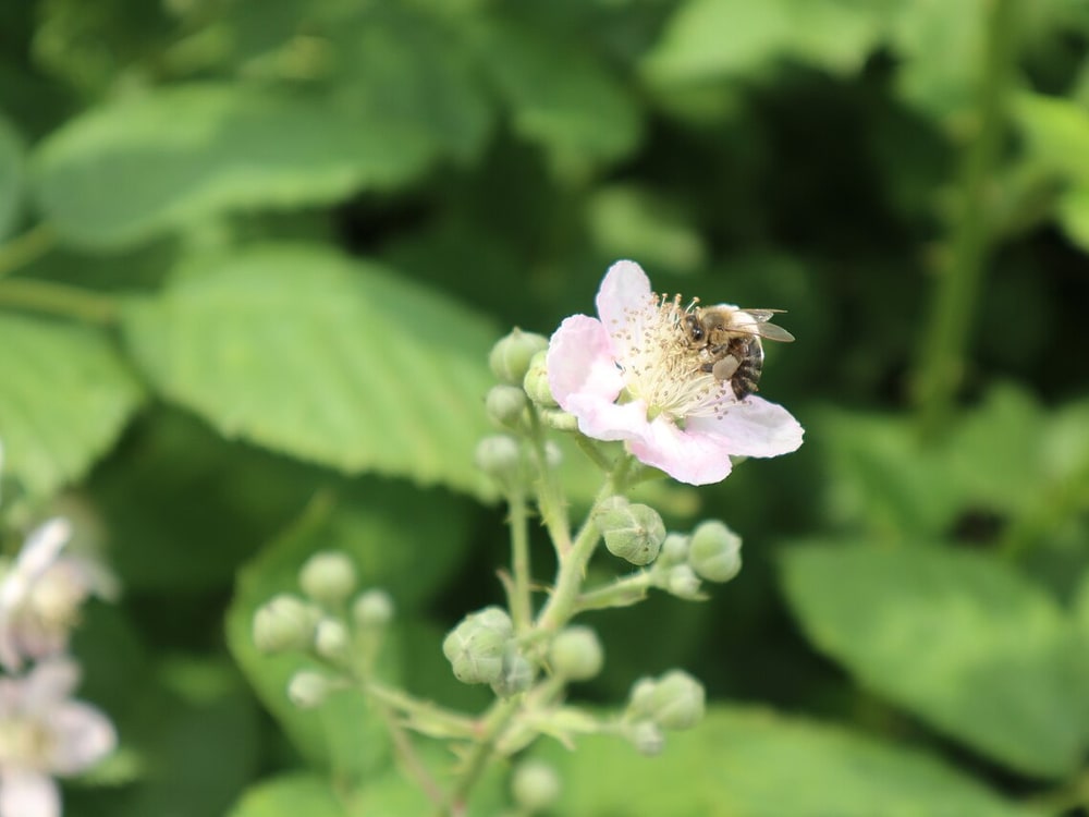 Ape su fiore di Rovo per il Millefiori di quest'anno