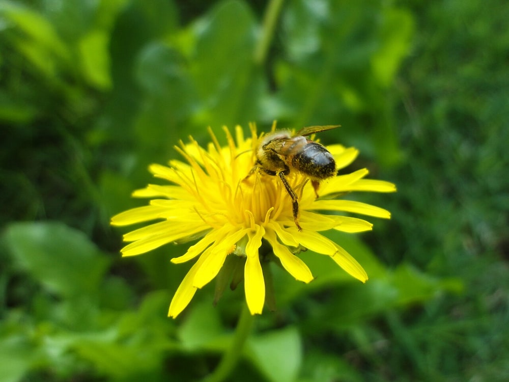 Ape su fiore di Tarassaco
