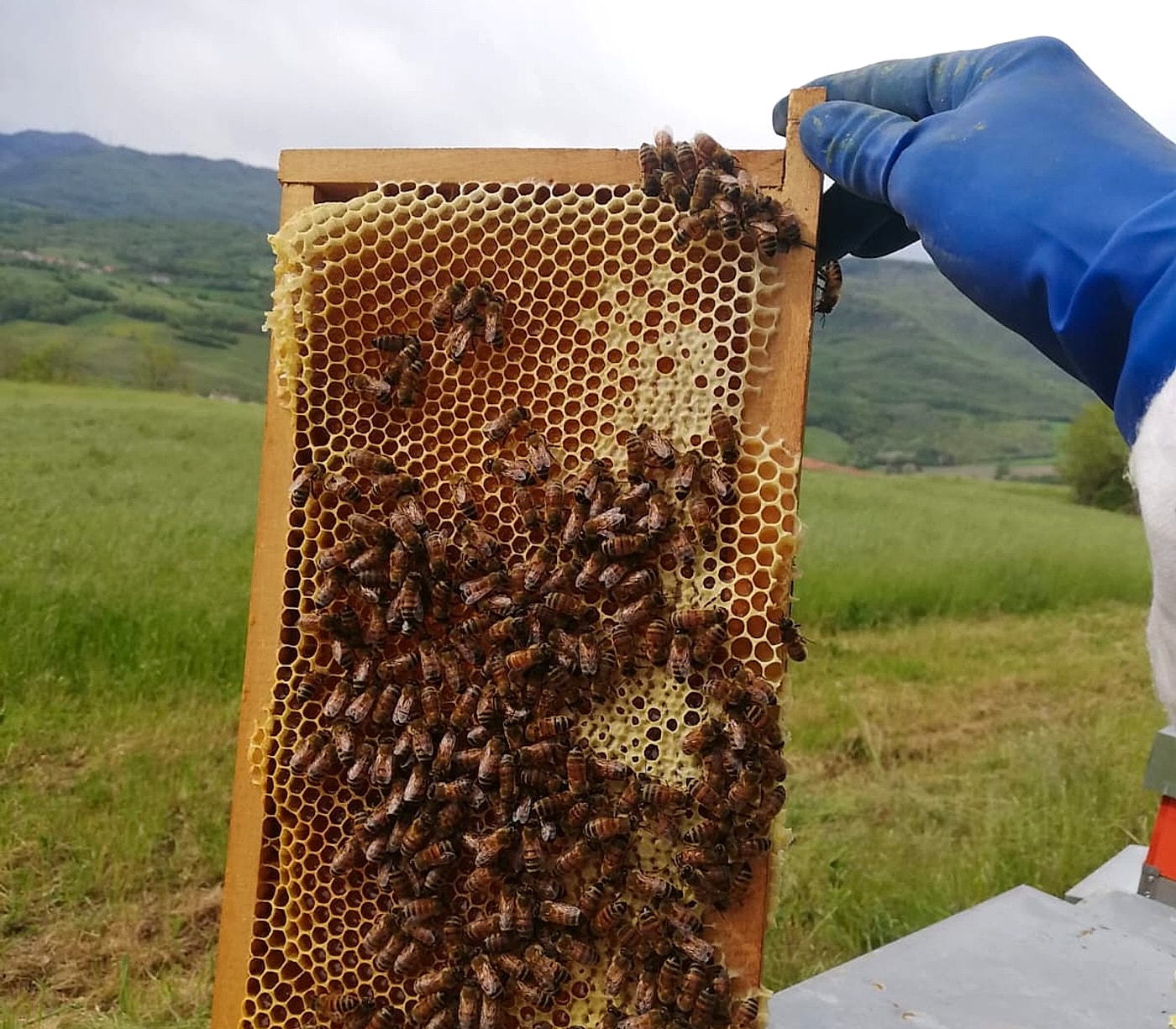 Telaino colmo di miele e cera d'api tenuto in mano dall'apicoltore