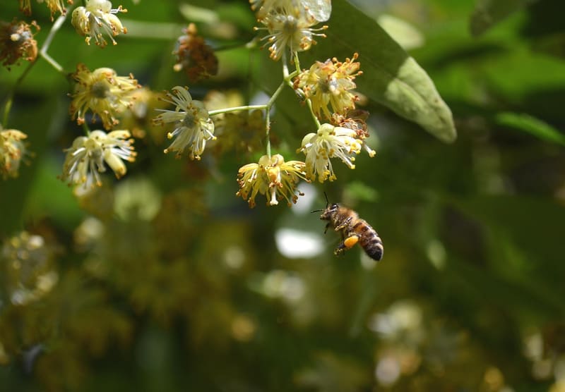 Ape sui fiori di Tiglio per il Millefiori Primaverile